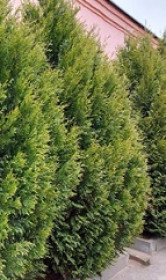 Саженец туи западной Уэра в контейнере С2 (НС)