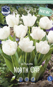 Тюльпаны North Cap (Lefeber)