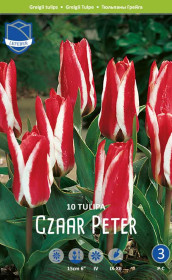 Тюльпаны Czaar Peter (Lefeber)