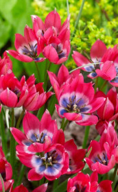 Тюльпаны humilis Little Beauty (Lefeber)
