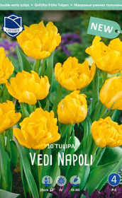 Тюльпаны Vedi Napoli (Lefeber)