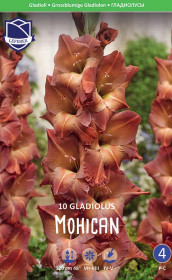 Гладиолус Mohican (Lefeber)