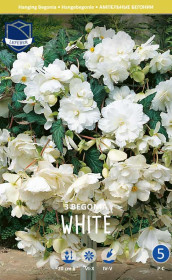 Бегония Pendula White (Lefeber)
