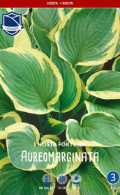 Хоста aureomarginata (Lefeber)