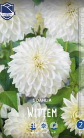 Георгина Wittem (Lefeber)