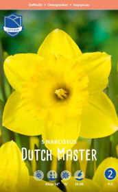 Нарциссы Dutch Master (Lefeber)