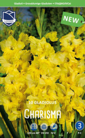 Гладиолус Charisma (Lefeber)