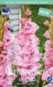Гладиолус Soft Innocence (Lefeber)