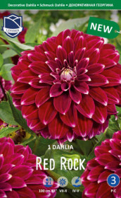Георгина Red Rock (Lefeber)