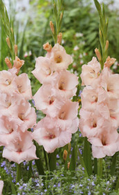 Гладиолус Alonso (Lefeber)