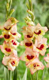 Гладиолус Louise (Lefeber)