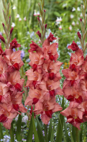 Гладиолус Soul (Lefeber)