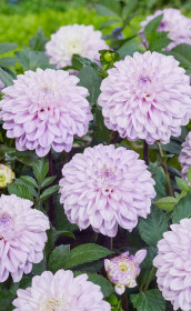 Георгина Espacio (Lefeber)