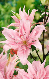 Лилия Elodie (Lefeber)