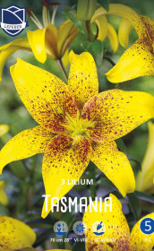 Лилия Tasmania (Lefeber)