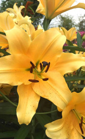 Лилия Corcovado (Lefeber)