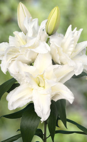 Лилия double Roselily Alana (Lefeber)