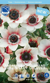 Анемона coronaria Bicolor (Lefeber)