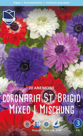 Анемона coronaria St. Brigid (Lefeber)
