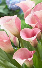 Калла Melrose (Lefeber)