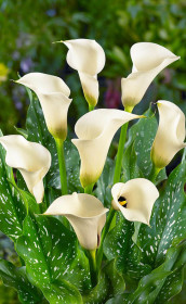 Калла Ventura (Lefeber)