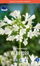 Агапантус albiflora (Lefeber)