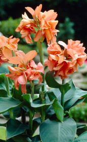 Канна Tropical Sunrise (Lefeber)