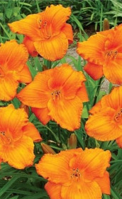 Хемерокаллис My Reggae Tiger (Lefeber)