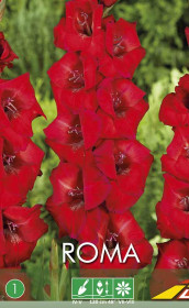 Гладиолус Roma (Budget packs) (Lefeber)