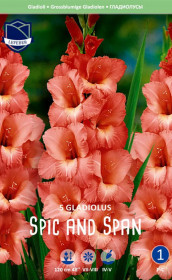 Гладиолус Spic and Span (Budget packs) (Lefeber)