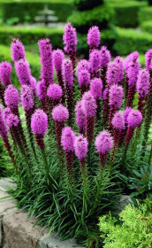 Лиатрис spicata (Budget packs) (Lefeber)