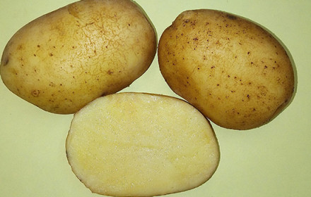 Картофель семенной Боярский