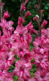 Гладиолус Kingston Ruffle (Lefeber)