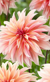 Георгина Labyrinth (Lefeber)