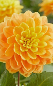 Георгина Aladdins Lamp (Lefeber)