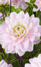 Георгина Lady Kate (Lefeber)