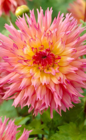 Георгина Nenekazi (Lefeber)