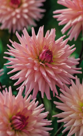 Георгина Preference (Lefeber)