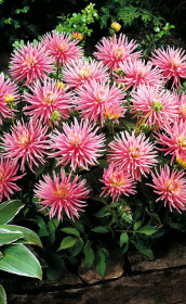 Георгина Park Princess (Lefeber)