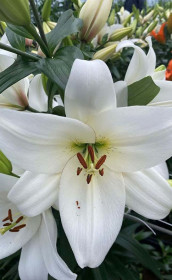 Лилия Doroso (Lefeber)