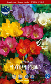 Фрезия Single (Budget packs) (Lefeber)