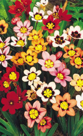 Спараксис Tricolor (Budget packs) (Lefeber)