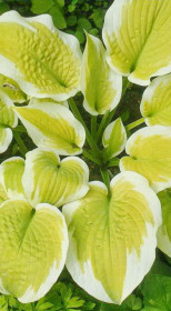 Хоста гибридная Дельта Даун (Delta Dawn) ОКС, в цветной упаковке (ЗГ)