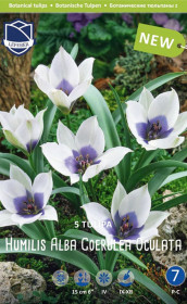 Тюльпаны humilis Alba Coerulea Oculata (Lefeber)
