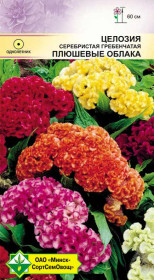 Целозия гребенчатая Плюшевые облака см 0.2г