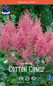 Астильба arendsii Cotton Candy (Lefeber)