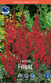 Астильба arendsii Fanal (Lefeber)