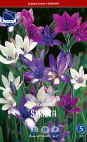 Бабиана stricta (Lefeber)