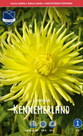 Георгина Kennemerland (Lefeber)