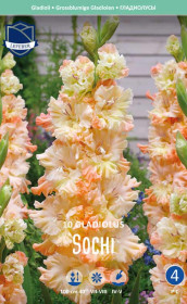 Гладиолус Sochi (Lefeber)